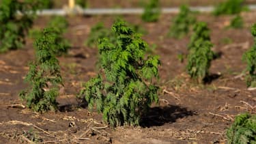 L'artemisia, ici cultivée au Sénégal (PHOTO D'ILLUSTRATION)