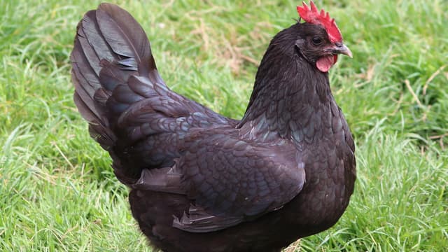 La poule noire de Janzé était une espèce en voie d'extinction. 