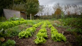 Des salades, dans une ferme biologique à Mont-Saint-Aignant.