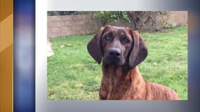 Onnie a été retrouvée en bonne santé