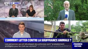 FOCUS PREMIÈRE - Comment lutter contre la souffrance animale ?
