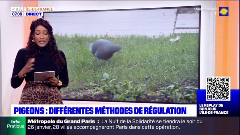 Prolifération des pigeons en Ile-de-France: différentes méthodes de régulation