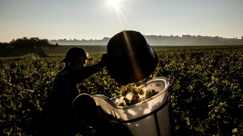 Vins: les bourgognes vers un millésime 