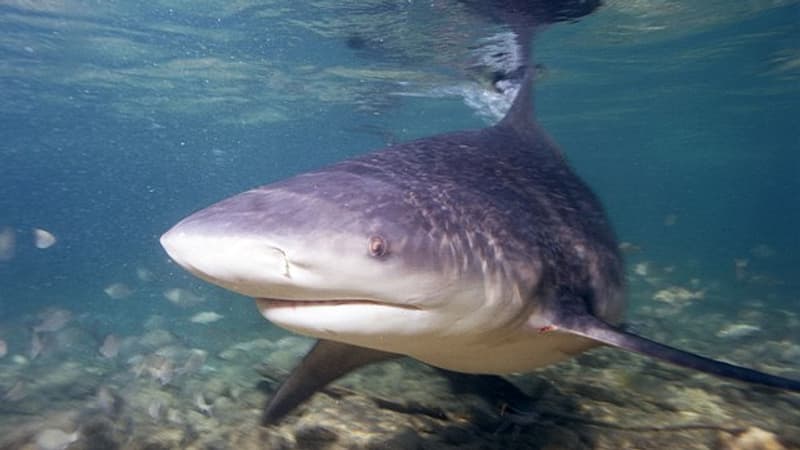 États-Unis: trois blessés, dont une gravement, dans deux attaques de requin en Floride
