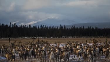 Les troupeaux de rennes subissent de plein fouet les conséquences de la hausse des températures dans l'arctique (ILLUSTRATION)