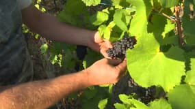 Les vendanges ont déjà commencé en Alsace... deux semaines plus tôt que d'habitude