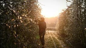 Un arboriculteur inspecte les bourgeons et les fleurs de ses pommiers dans son verger de Montauban, dans le Tarn-et-Garonne. (Photo d'illustration)