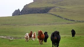 Des poneys Shetland à Papil, aux îles Shetland, le 10 septembre 2021 en Ecosse