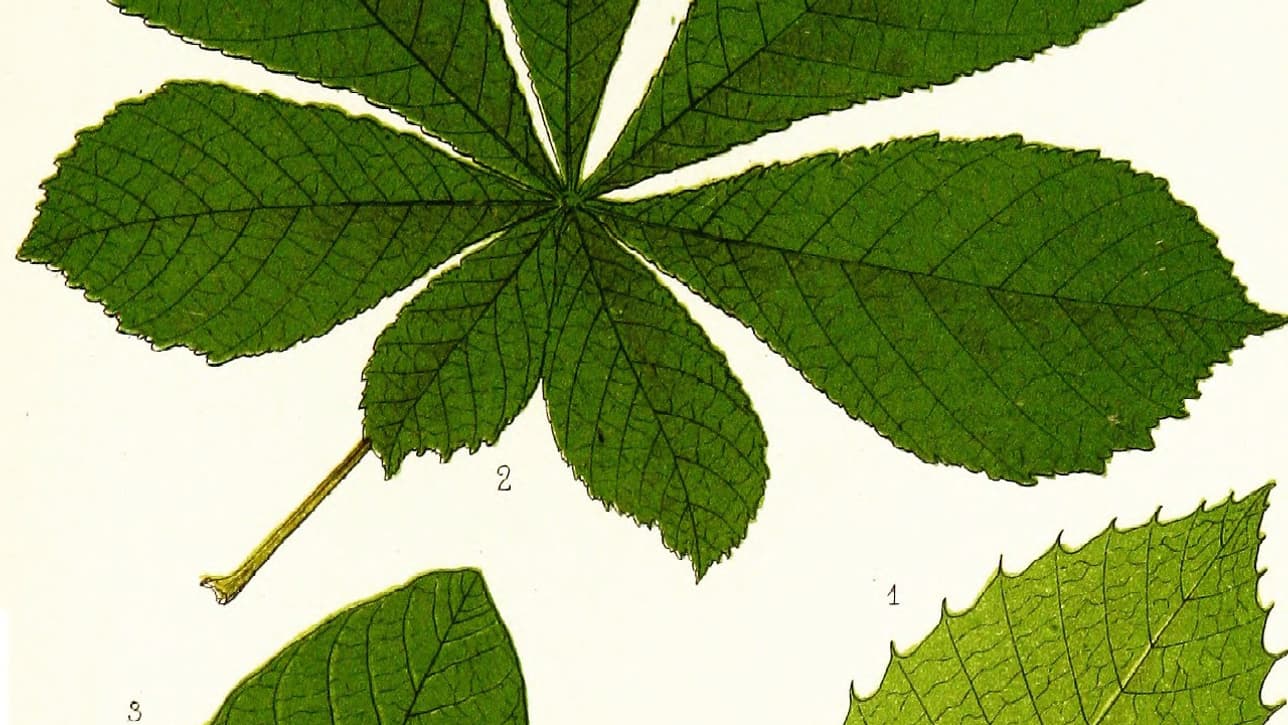 En haut, une feuille de marronnier. En bas à droite, une feuille de châtaigner. En bas à gauche, une feuille de noyer. En haut, une feuille de marronnier. En bas à droite, une feuille de châtaigner. En bas à gauche, une feuille de noyer.