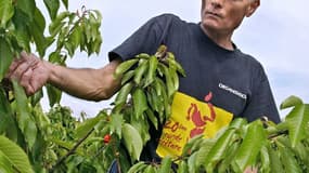 Les producteurs de fruits et légumes manquent cruellement de main d'oeuvre saisonnière, conséquence de l'épidémie liée au  coronavirus et des fermetures de frontières qui en découlent.