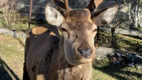 À Saint-Étienne-de-Tinée, un cerf, baptisé Étienne, rend régulièrement visite aux riverains.