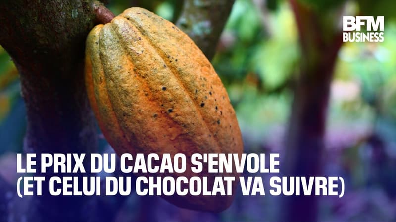 Le prix du cacao s'envole (et celui du chocolat va suivre)