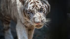 Ce bébé tigre du Bengale de 7 mois a été nommé Gignac.