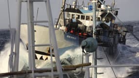 Le Bob Barker, l'un des navires de l'organisation écologiste Sea Shepherd.