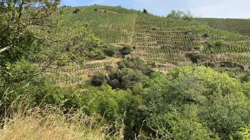 Rhône: à Ampuis, la mairie loue un terrain en échange de bouteilles de vin