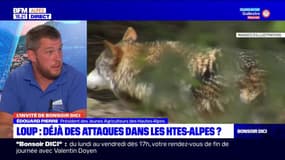 "Plus d'attaques et plus de victimes": les loups sont présents dans les Hautes-Alpes