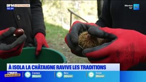 À Isola, la châtaigne ravive les traditions 