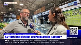 Antibes: une récolte d'olives en demi-teinte en raison de la sécheresse