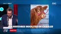«Les 3 histoires de Charles Magnien » : La vache à 299 000 euros, un jeune découvre la pandémie après son coma, Daft Punk présent au Super Bowl - 05/02