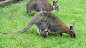 Image d'archives datant d'avril 2016, montrant des wallabies similaires à celui retrouvé dans une petite ville néerlandaise.