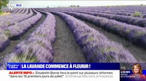 Dans le sud de la France, les champs de lavande commencent à fleurir 
