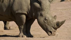 Les rhinocéros sont menacés par le braconnage.