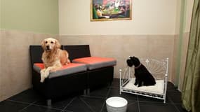 A Vincennes, dans une chambre d'"Actuel Dogs", qui se présente comme le premier hôtel de luxe pour chiens en France. Cet établissement de la banlieue parisienne est doté de piscines chauffées, de salons de massage et ses fondateurs Devi et Stan Burun prop
