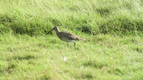 Le courlis cendré est une espèce d'oiseau menacée.