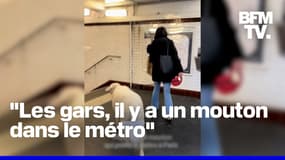 Un mouton en laisse et en couche-culotte a été aperçu dans le métro parisien 