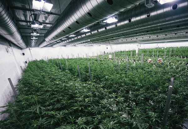 La start-up occupe 15.600 m² de cette ancienne usine qui fait un total de 46.000 m². Les plants de cannabis poussent sous une lumière artificielle. Il s'agit de la plus grande serre à cannabis légale du monde.