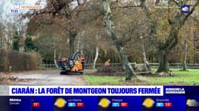 Le Havre: la forêt de Montgeon toujours fermée trois semaines après la tempête Ciaran