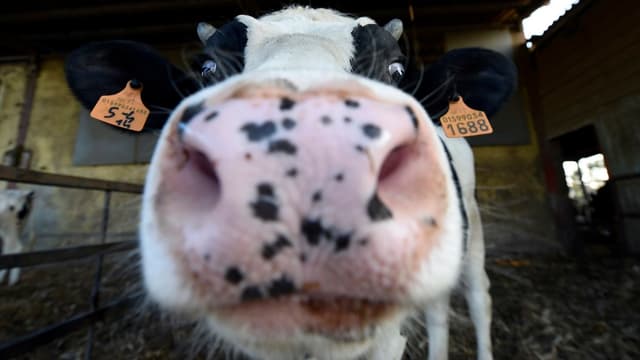 4000 vaches vont être transportées par avion vers le Qatar.