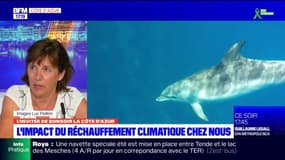 Côte d'Azur: la présence de dauphins "absolument pas fréquente" près des côtes