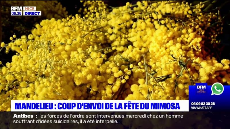 Mandelieu-la-Napoule: coup d'envoi pour la traditionnelle fête du mimosa