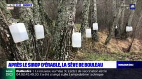 Alpes-de-haute-provence: la récolte de la sève de bouleau est lancée