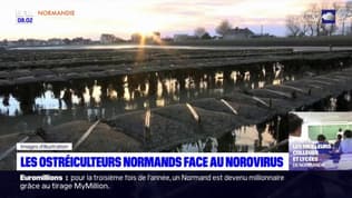 Contaminations au norovirus: une réunion de crise pour aider les ostréiculteurs normands