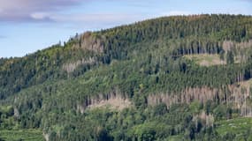 Vue de la forêt des Vosges, le 18 août 2020 à Ban-sur-Meurthe-Clefcy
