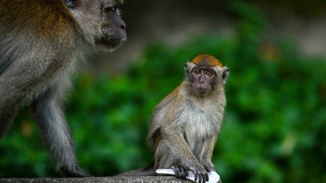Un macaque (photo d'illustration).