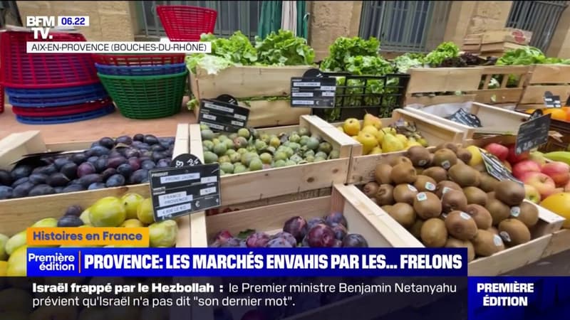 À Aix-en-Provence, les frelons asiatiques envahissent les marchés