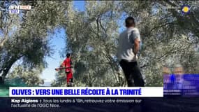 La Trinité: vers une récolte des olives particulièrement prolifique en 2023 