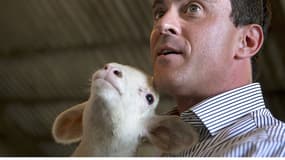 Manuel Valls tient un agneau dans ses bras lors de la visite d'une ferme dans le cadre des primaires socialistes en juillet 2011.