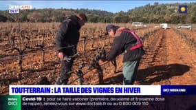 Tout-terrain : La taille des vignes, un moment essentiel pour avoir des bonnes récoltes