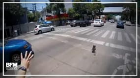 Ce chien s'égare sur une avenue de Mexico. Une cycliste prend tous les risques pour le sauver