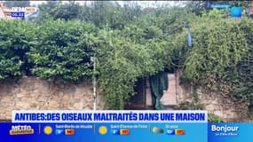 Antibes: les oiseaux maltraités retenus dans un maison n'ont pas encore pu être saisis