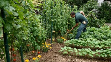 Les plants potagers considérés sont désormais autorisés à la vente