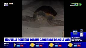 Nouvelle ponte de tortue caouanne dans le Var