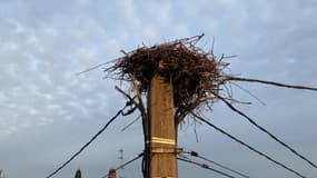 Un nid de cigognes est réhaussé pour sécuriser le réseau électrique à La Wantzenau.