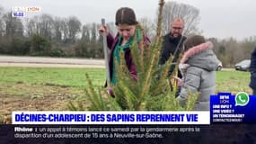 Décines-Charpieu: des sapins de Noël reprennent vie