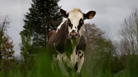 Oreillette, une vache normande de 5 ans, est l'égérie du Salon de l'Agriculture 2024