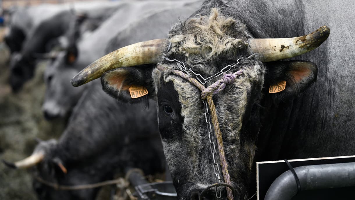 Un stand de bovins à la veille de la journée d'ouverture du salon de l'Agriculture, le 24 février 2023 à Paris (photo d'illustration).